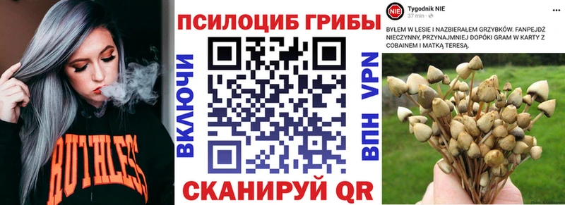 Галлюциногенные грибы Psilocybine cubensis  где продают   Шиханы 